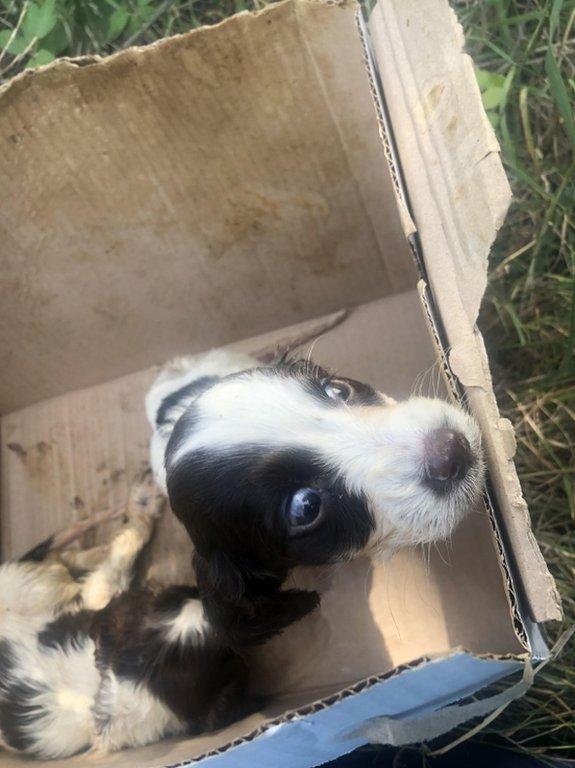 dog-in-box.