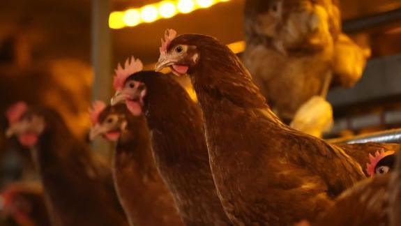 Several chickens resting in an indoor shelter. The chickens all look the same and have red feathers with some red colours on their heads.
