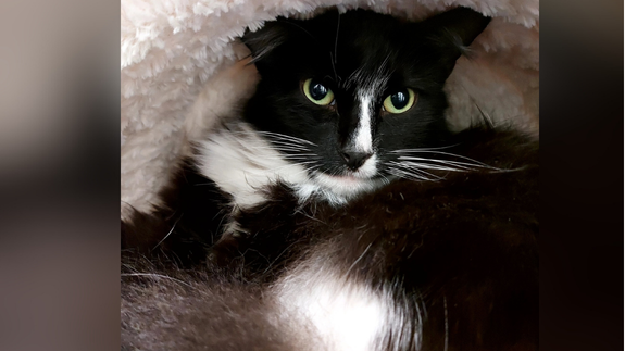 Leyland the cat lying on a soft bed. The cat is black and white.