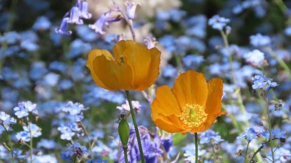 Buttercup flowers in a sea of forget-me-nots