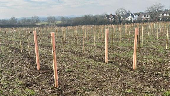 A woodland, full of tree saplings, on wooden sticks, in long rows, in a field. Houses and fully grown trees are in the distance. 