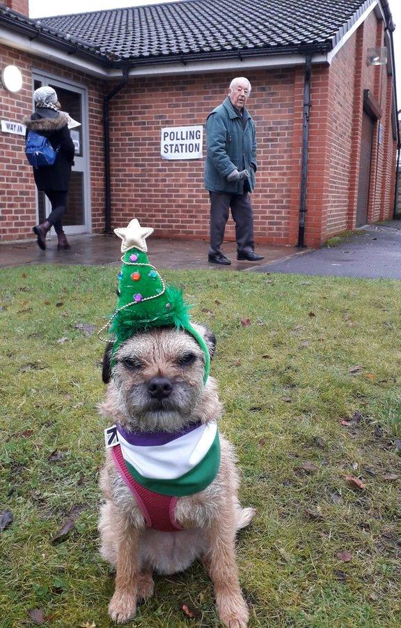 Heidi the border terrier outside a Manchester polling station