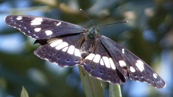 The back of a white admiral butterfly