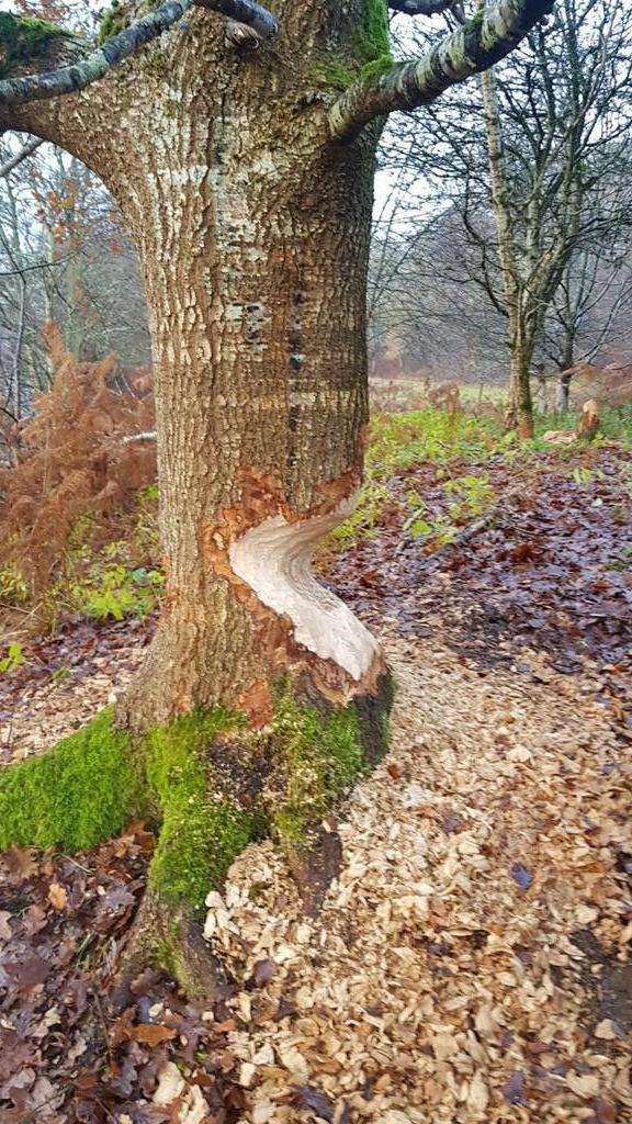 Craobh dharaich air a milleadh le bìobhairean faisg air Obar Pheallaidh