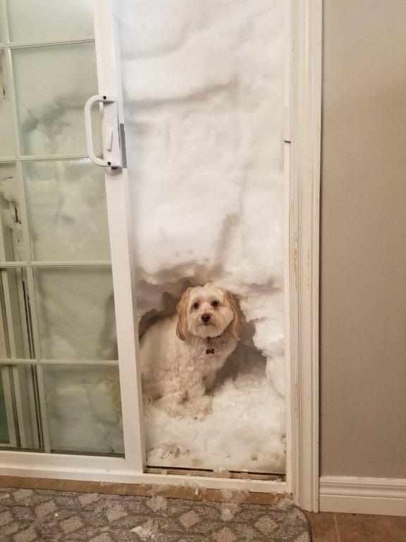 dog-in-snow