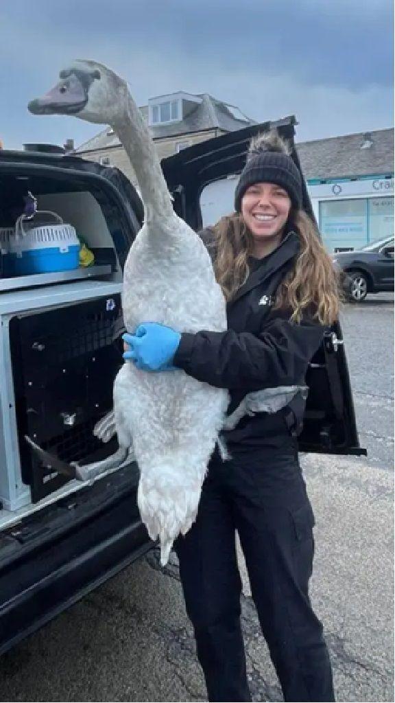 Catriona Dawson took the swan to the Scottish SPCA's animal rescue centre in Alloa