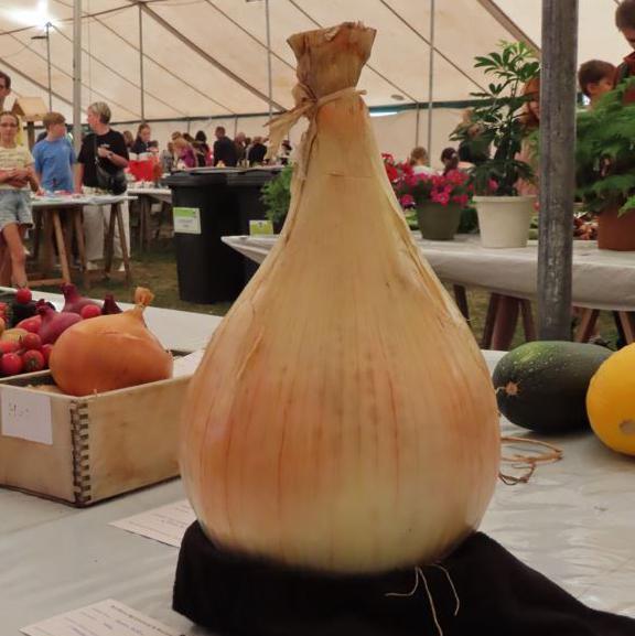 A massive onion grown by a entrant of the North Show. It is on a plinth in a marquee.