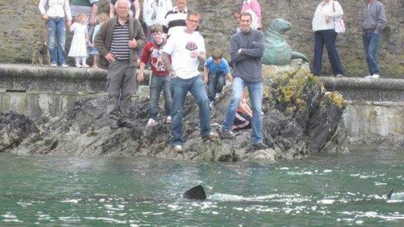 Basking shark in Looe