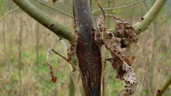 Symptoms of ash dieback at Hullback's Grove, Arger Fen, Suffolk