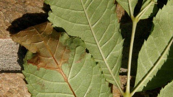 Chalara dieback of ash Pic: Forestry Commission