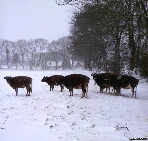 Jersey Cows braving the snow