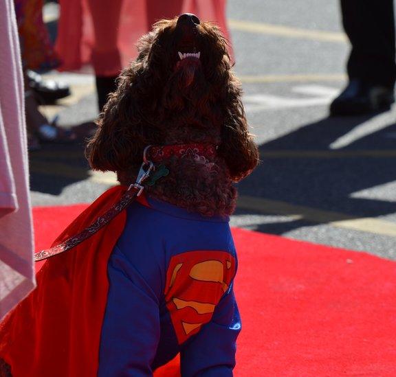 Super dog