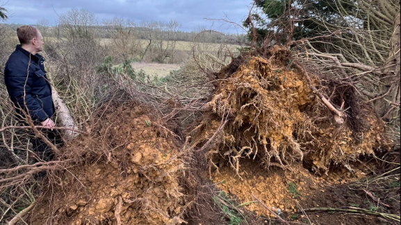 The exposed roots and base of a large fallen tree can be seen. The tangled roots are embedded in soil with small stones attached. A man stands next to the roots.