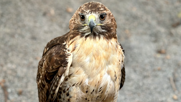 A bird of prey with a cream-coloured chest and brown wings and head looks to the camera