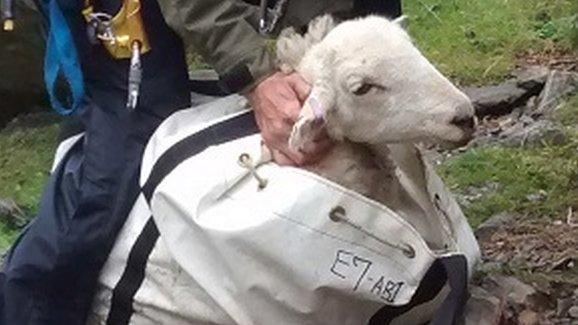 Sheep in a rescue bag