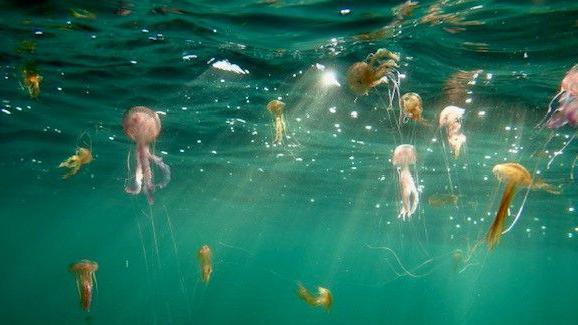 mauve stinger jellyfish 