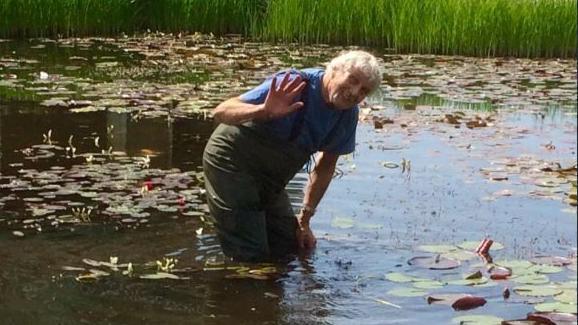 A man with grey hair wearing waders stands in a pond surrounded by water lilies.