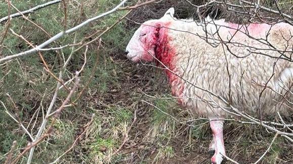 The sheep that was attacked with blood on its neck and head. 