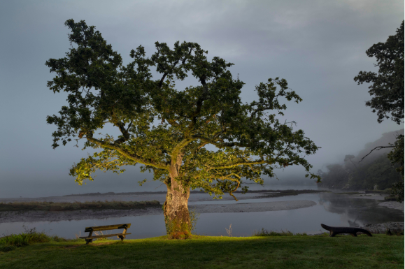 A Common Oak stands partially illuminated by artificial lighting near a calm riverbank. 
