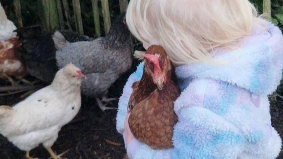 A child with blonde hair hair stands next to three chickens while holding a brown chicken. The child wears a pastel-coloured fleece jacket