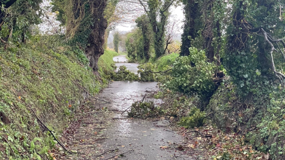 Storm Ciaran trees down