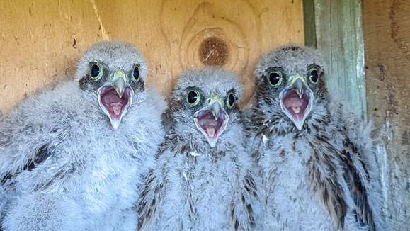 Three barn owl chicks with grey down inside a nest box. They each have their mouths agog.