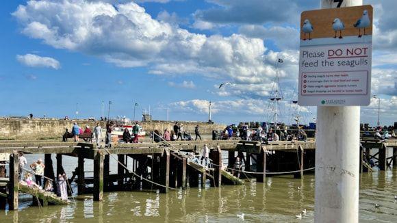 A busy seaside pier with people walking and sitting along wooden walkways over murky water. A sign in the foreground reads: “Please do not feed the seagulls”. The sky is bright with large clouds.