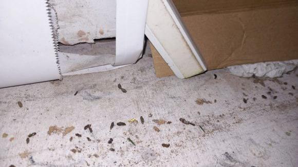 Small brown mouse droppings are all over a white concrete floor.