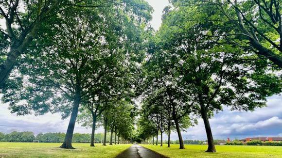 Tree-lined avenue with concrete path