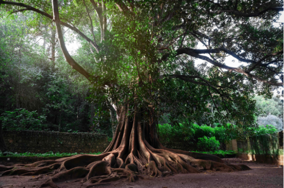 This Moreton Bay Fig tree has a massive, buttressed trunk and an extensive root system spreading across the ground. Its dense canopy of glossy green leaves provides ample shade, while large, sprawling branches extend outward.