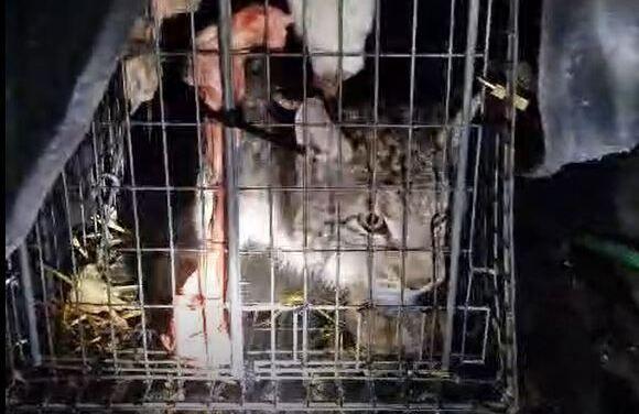 A lynx in a cage. It is dark and a spotlight shines on the animal