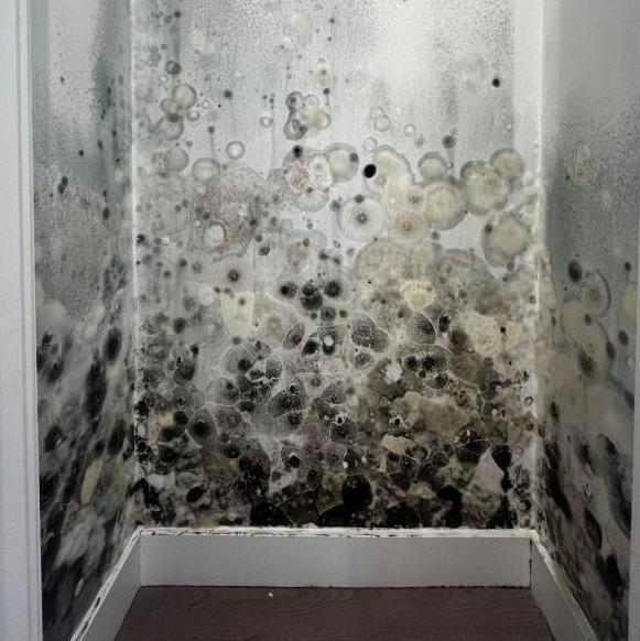 A white wall covered in extensive black and grey mould patches.