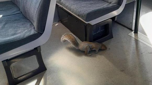 One of the grey squirrels on the beige floor of the train walking next to one of the black metal bases of a chair