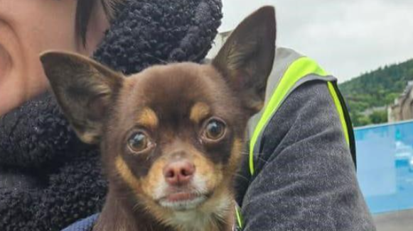 a small dog with brown fur and pointed ears