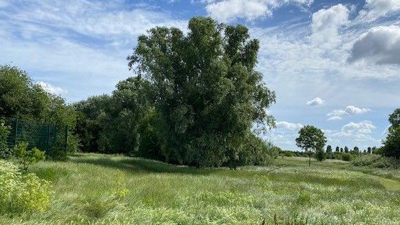 A large tree in the mid distance of a grassy meadow on a sunny day