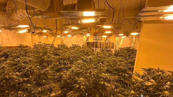 A room filled with cannabis plants. There are lights on the ceiling shining down on the green plants. 