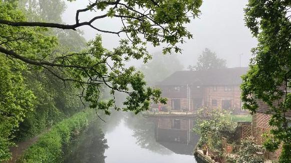 A tree branch hanging over a river 