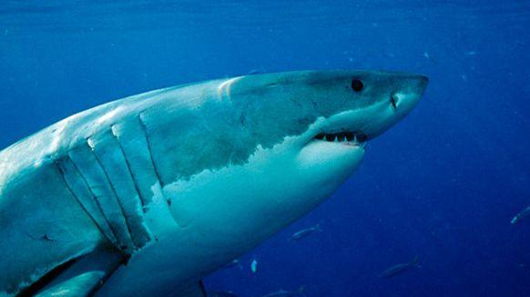 A great white shark