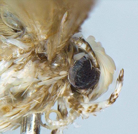 The Neopalpa donaldtrumpi