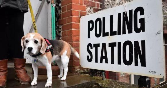 A dog outside a polling station