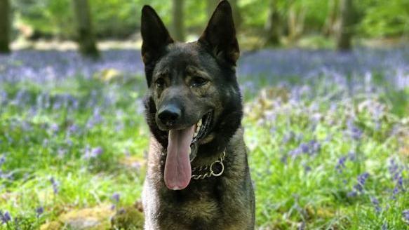 Jura, a German Shepherd dog, with his tongue out stood in a meadow with purple flowers.