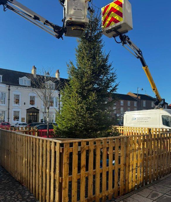 A picture of the new Christmas tree being put up. Cherry pickers are either side of the tree, which looks lovely and green. The sky is blue and the tree is fenced off.