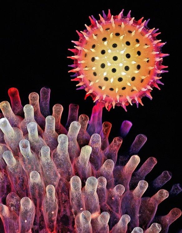 Depth colour-coded projection showing a germinating pollen grain of a morning glory attached to the stigma.