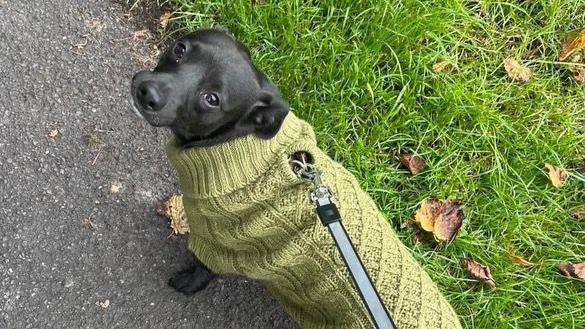 Harry the dog wearing a knitted sage green jumper