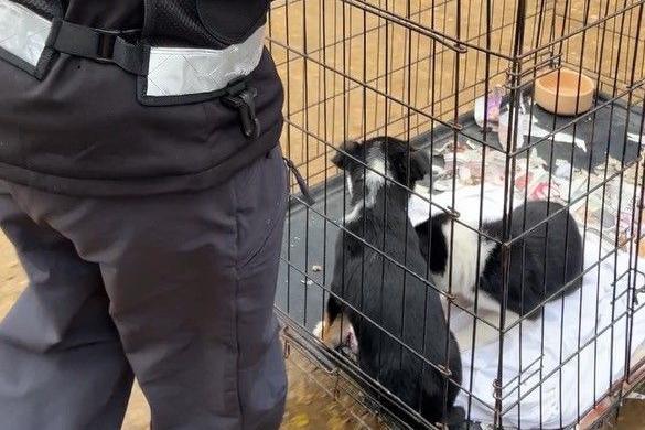 Two black and white dogs are in a cage being moved from the centre. One of the dogs is lying down on a white sheet and there is a dog bowl in the corner of a cage. An officer stands next to the cage.