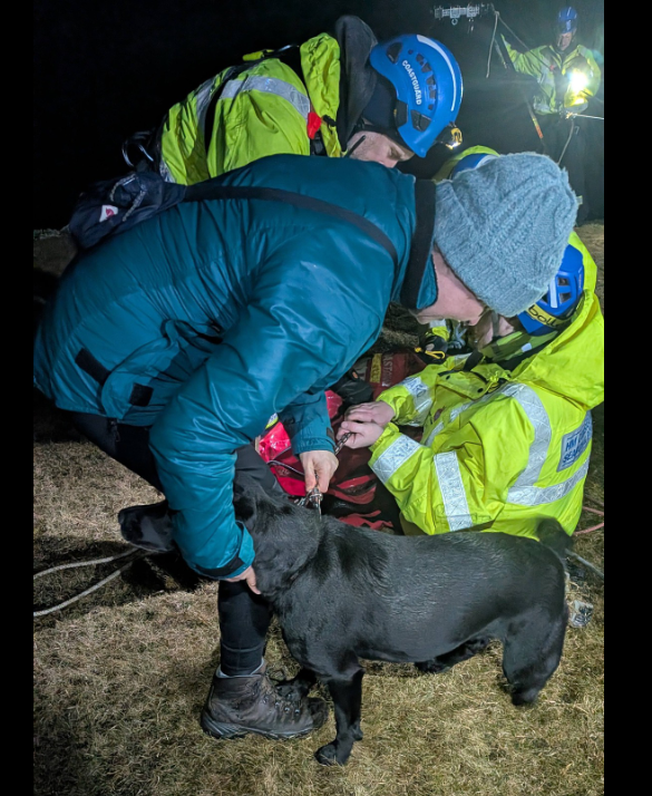 Tilly an cù air an deach cobhair a dhèanamh le a tè leis a bheil i agus maoir-chladaich 