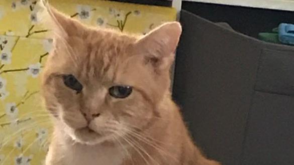 A ginger cat with a white chest sat near a yellow pillow.