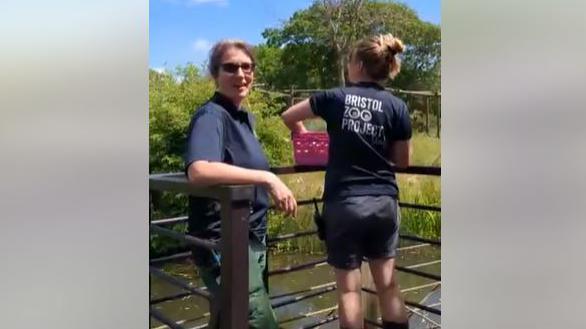 Two keepers at Bristol Zoo feeding the gorillas