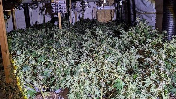 A room containing hundreds of mature cannabis plants, with electricity plugs and cables along the back wall