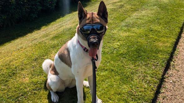 A brown and white akita sits on some grass in the sunshine looking at the camera. She is wearing thick sunglasses